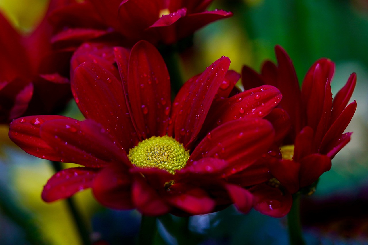 margarite, red, raindrop